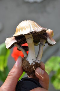 DSC_0250.JPG