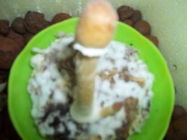 005.JPG