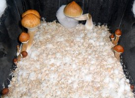 FRUTOS2.JPG