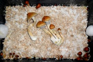FRUTOS5.JPG