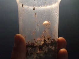cogumelroom 058.jpg