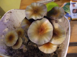 cogumelroom 003.jpg cogumelroom 003.jpg