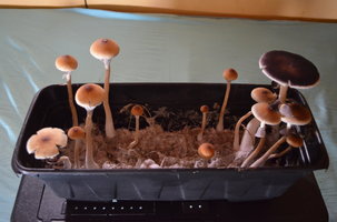 DSC_0293.JPG
