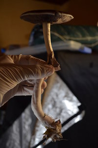 DSC_0294.JPG
