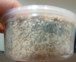 contaminação.jpg