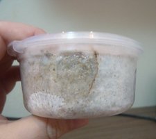 pote 6.jpg