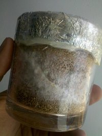 pote7.jpg