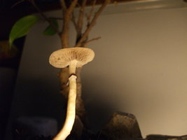 cogumelroom 098.jpg cogumelroom 098.jpg