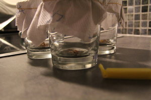 IMG_9235.JPG