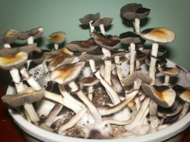 100_3083.JPG