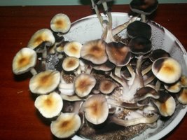 100_3084.JPG