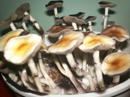 100_3095.JPG