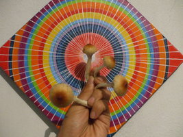 cogumelroom 023.jpg