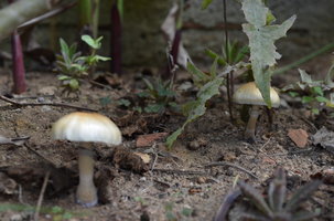 DSC_0303.JPG