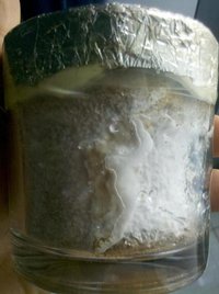 pote4.2.JPG
