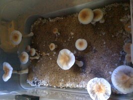 foto 4-1.JPG