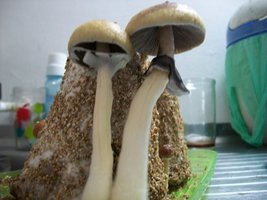100_5517.jpg