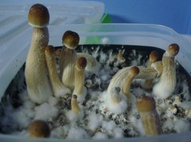 xapuri 1flush01.jpg