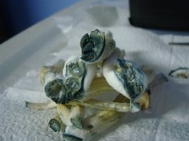 xapuri 3flush02.jpg