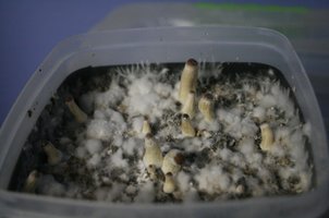 xapuri 4flush01.jpg