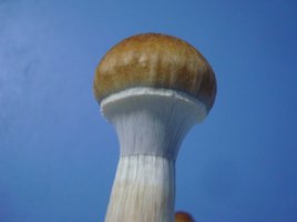 xapuri pote longo 1flush 02.jpg