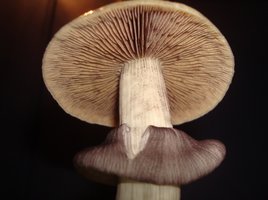 xapuri pote longo 1flush 04.jpg