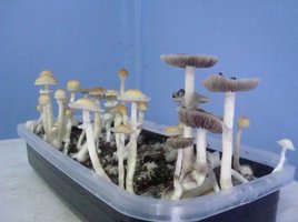 corumba 1flush 03.jpg
