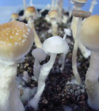 corumba 1flush 04.jpg