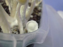 corumba 1flush 05.jpg
