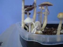corumba 1flush 06.jpg