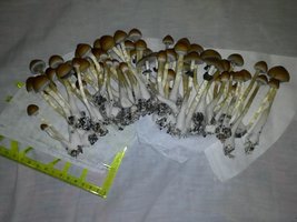 Colheita4.jpg