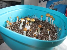 z (7).jpg