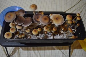 DSC_0287.JPG