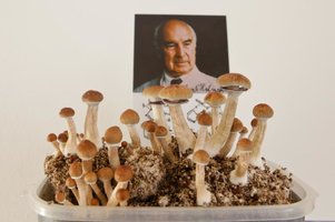 beraldo (3)_800x533.jpg