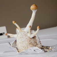 beraldo (6)_600x600.jpg