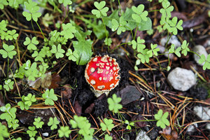 amanitas muscaria.jpg