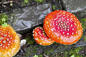 mushrooms amanitas.jpg