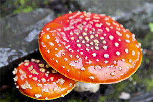 amanitas muscaria fly.jpg