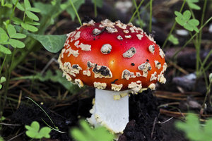 amanita muscaria 1.jpg