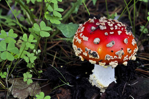 amanita muscaria 5.jpg