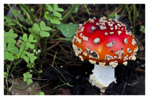 amanita muscaria 5.png