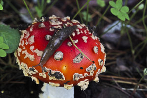 amanita muscaria 6.jpg