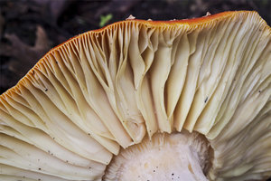 amanita laminas.jpg