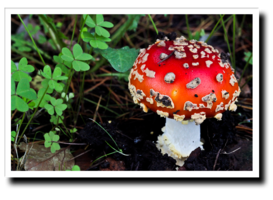 fred amanita.png