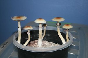 IMG_0369_800x533.jpg