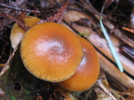 mushrooms 12-8-12 027.jpg