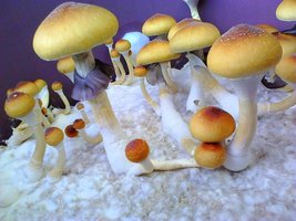 IMG00061.jpg