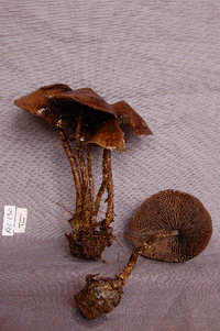 RLC130.Psilocybe.12+1205082334.JPG