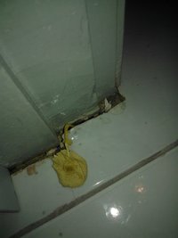 WP_000362.jpg