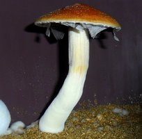 SAM_1510.JPG